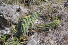 Trichocereus schickendantzii