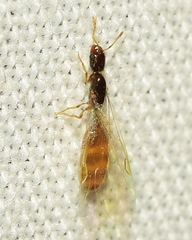 Solenopsis orbula