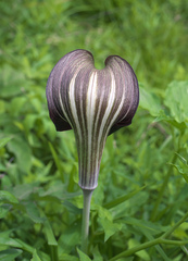 Arisaema serratum atropurpureum