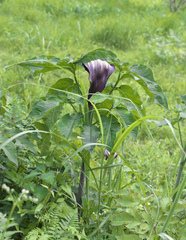 Arisaema serratum atropurpureum