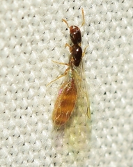 Solenopsis orbula