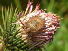 Carpocoris melanocerus