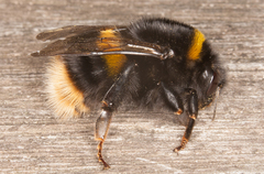 Bombus terrestris