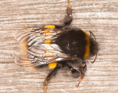 Bombus terrestris