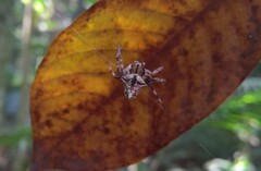 Verrucosa scapofracta