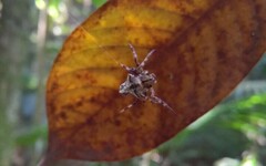 Verrucosa scapofracta