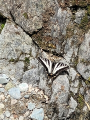 Papilio eurymedon