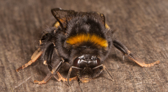 Bombus terrestris