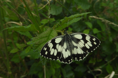 Melanargia galathea