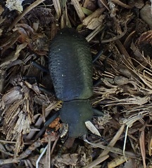 Iphthiminus serratus