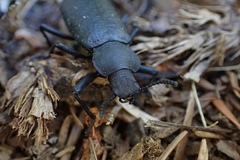 Iphthiminus serratus