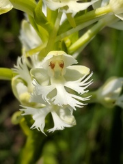 Platanthera leucophaea