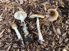 Amanita solaniolens