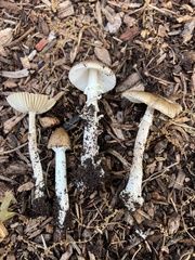 Amanita solaniolens