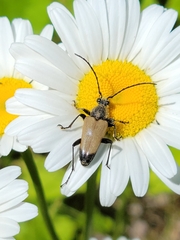 Trigonarthris subpubescens