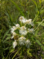 Platanthera leucophaea