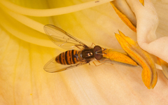 Episyrphus balteatus