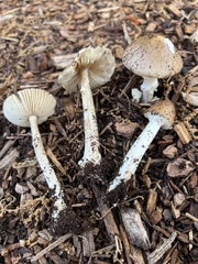 Amanita solaniolens