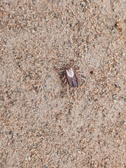 Dermacentor albipictus