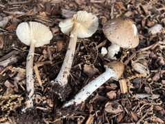 Amanita solaniolens