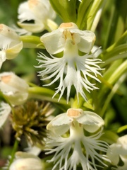 Platanthera leucophaea