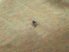 Dermacentor albipictus