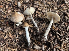 Amanita solaniolens