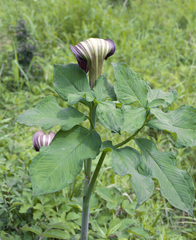 Arisaema serratum atropurpureum