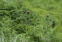 Arisaema serratum atropurpureum