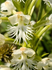 Platanthera leucophaea