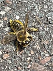 Megachile maritima