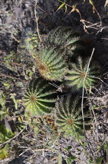 Trichocereus schickendantzii