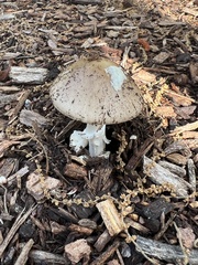 Amanita solaniolens