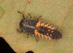 Harmonia axyridis