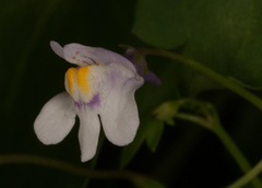 Cymbalaria muralis