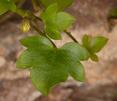 Cymbalaria muralis