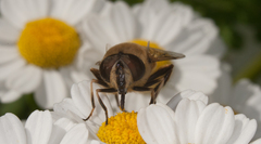 Eristalis tenax