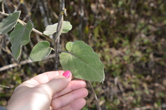 Philibertia tomentosa