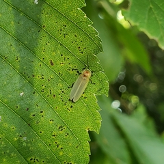 Photinus marginellus
