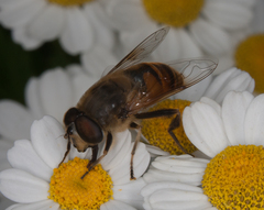 Eristalis tenax