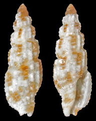 Kermia