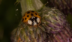 Harmonia axyridis