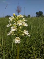 Platanthera leucophaea