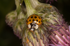 Harmonia axyridis