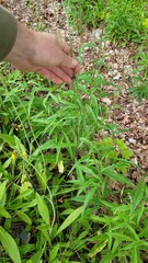 Hieracium tridentatum