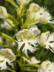 Platanthera leucophaea