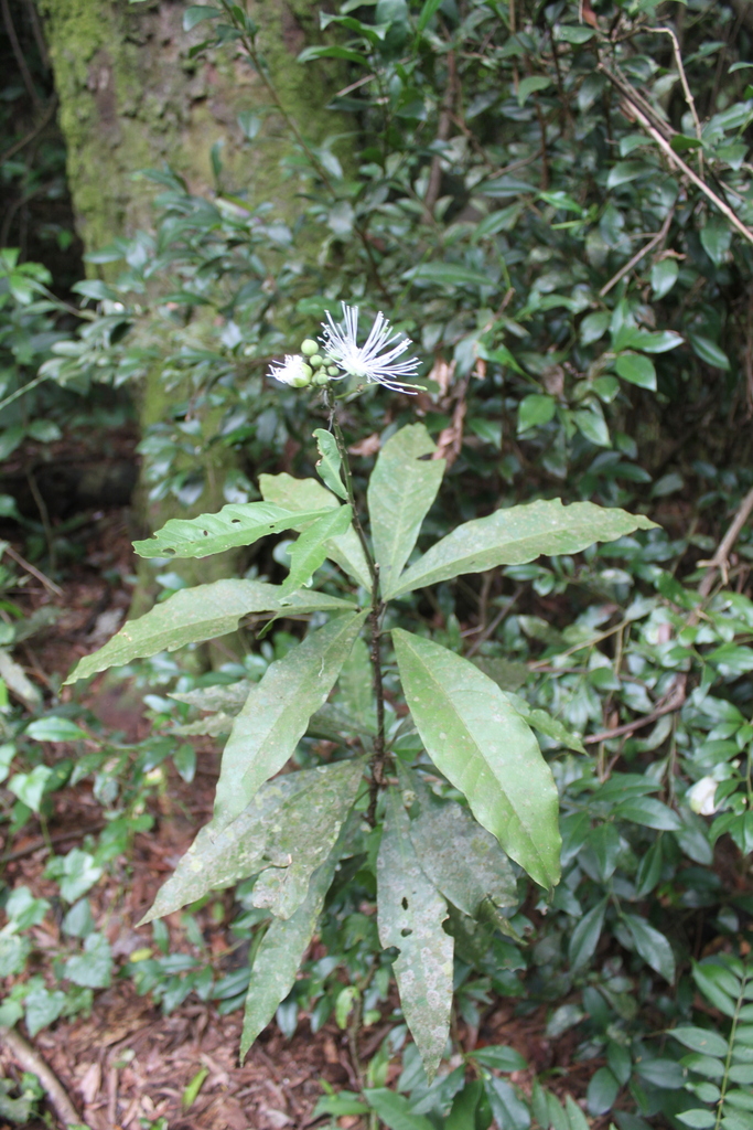 Morisonia humilis