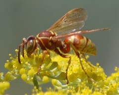 Polistes dorsalis californicus