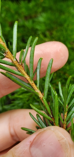 mountain hemlock