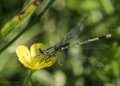 Erythromma lindenii